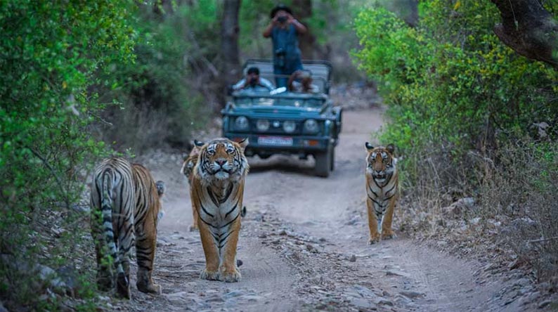 golden-triangle-tour-with-ranthambore